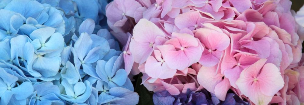 Hortensien in blau und rosa 